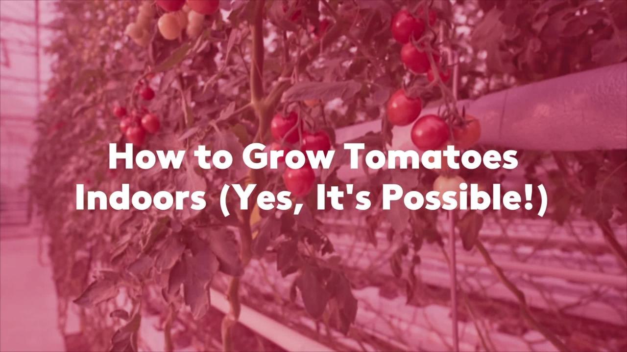 How to Grow Tomatoes Indoors (Yes, It's Possible!)