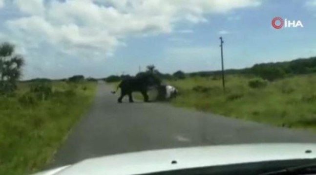 Güney Afrika'da kızgın fil 4 kişilik ailenin bulunduğu araca saldırdı