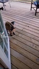 Letting Pet Goat and Chicken Inside House