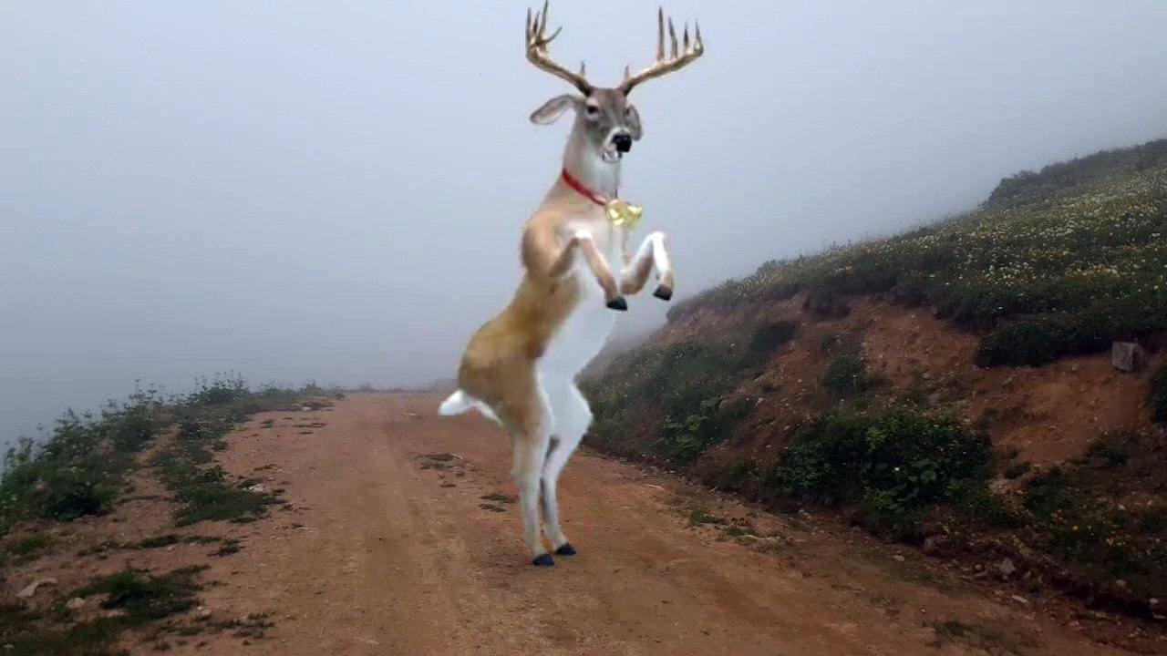 dance of deer