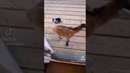 Letting Pet Goat and Chicken Inside House