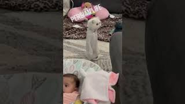 Persian Cat Sits Up On Hind Legs