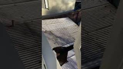 Cat Jumps Out Window and Falls Through Roof