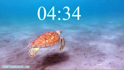 5 Minute Timer World Sea Turtle Day -5