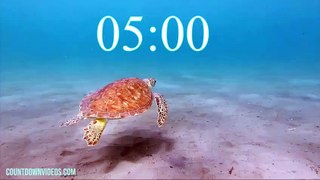 5 Minute Timer World Sea Turtle Day -2 - video Dailymotion