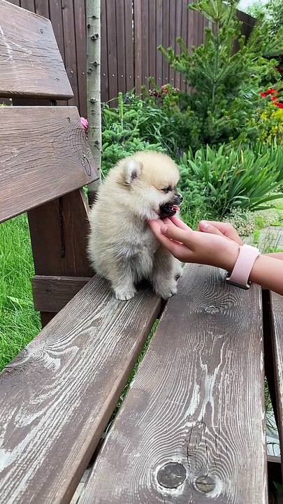 4k Puppy in the Garden - Cute Dog 4k video - Pets World #Tiktok #viral #short