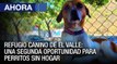 Refugio canino de El Valle: Una segunda oportunidad para perritos sin hogar #Caracas - #18Ene - Ahora