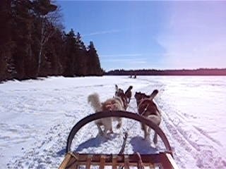 Chiens de traineau carole et nico quebec 2008 part.1
