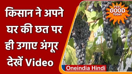 Maharashtra: किसान ने घर की छत को Grapes Farms में बदला, जानिए कैसे ? | वनइंडिया हिंदी
