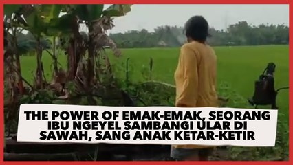 The Power of Emak-Emak, Seorang Ibu Ngeyel Sambangi Ular di Sawah, Sang Anak Ketar-Ketir