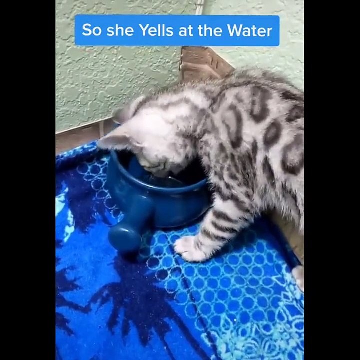 Baby Cats - Cute Cats - Adorable Cats - Funny Cats Compilations PART 38