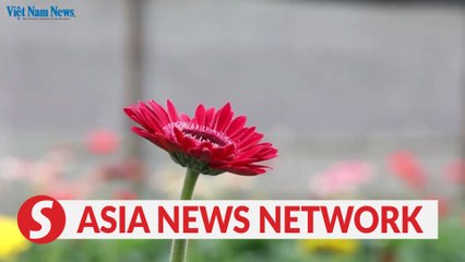 Vietnam News | Blooming for Tết 