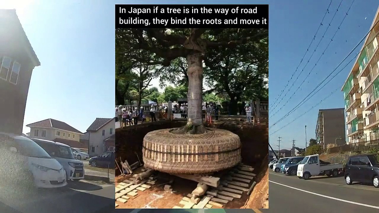 Moving Trees in Japan Myth - video Dailymotion