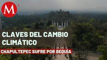 Por sequía, el Bosque de Chapultepec talará cerca de 7 mil árboles | Claves del cambio climático