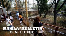 Mayor Isko and VM Honey Lacuna leads the mass vaccination at the Manila Zoo
