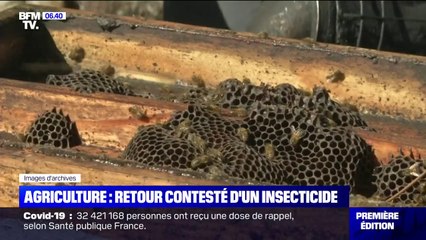 Vers un retour des néonicotinoïdes pour les producteurs de betteraves ?