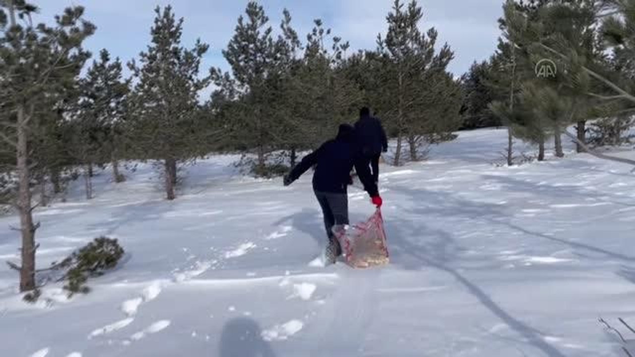 Kar yağışının etkili olduğu Ardahan'da doğaya yem bırakıldı