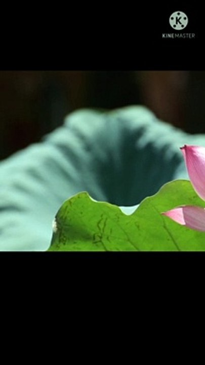 Flower meditation  amazing