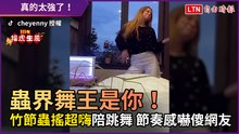 特技寵物篇9-6》蟲界舞王是你！ 竹節蟲搖超嗨陪跳舞 節奏感嚇傻網友