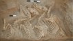 En Syrie, découverte du kunga, le premier animal hybride créé par l’homme il y a 4500 ans