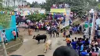 ஜல்லிக்கட்டு காளை   அலங்காநல்லூர்