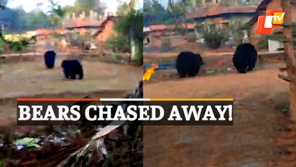 WATCH | Wild Bears Chased Away By Villagers