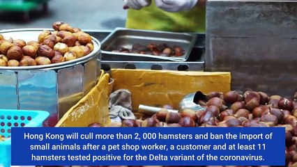 Hong Kong will cull thousands of hamsters after Covid cases in a pet shop