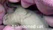A kitten with no open eyes was abandoned by the roadside.#abandoned #kittens