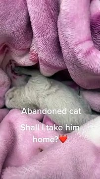 A kitten with no open eyes was abandoned by the roadside.#abandoned #kittens