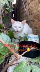 Abandoned cat.But his eyes are beautiful.#abandoned #catsoftiktok #foryou
