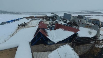 Ahır enkazı altında kalan hayvanlar kurtarılmayı bekliyor