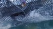 Cientos de delfines hacinados en corrales en Japón