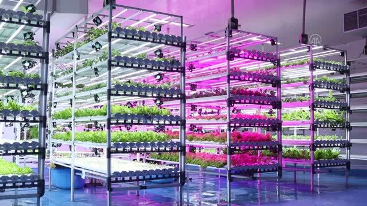 Batı Java'da kapalı alanda sebze yetiştiriciliği