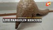 Wildlife Trafficking: Live Pangolin Rescued