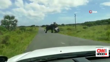 Kızgın fil sinirini otomobilden çıkardı