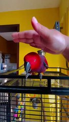 iPhone zil sesini taklit eden papağan viral oldu