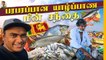 தமிழ் மீனவர்கள் பத்தி இலங்கை மீனவர்கள் என்ன நினைக்குறாங்க ? Jaffna Fish Market | Tamil Trekker