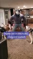 Adorable Reaction Of Huskies To Boss Wearing Husky Mask