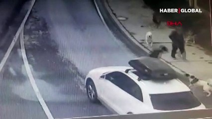 Bakırköy'de köpeklerin saldırısına uğrayan iş insanı dehşeti yaşadı! O anlar kamerada