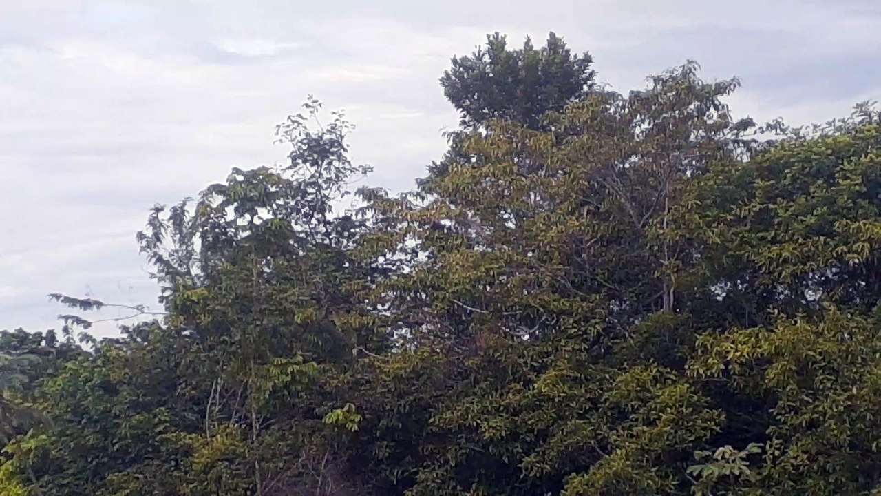 Boeing 737 MAX 8 PR-XMT vindo de Fortaleza para Manaus