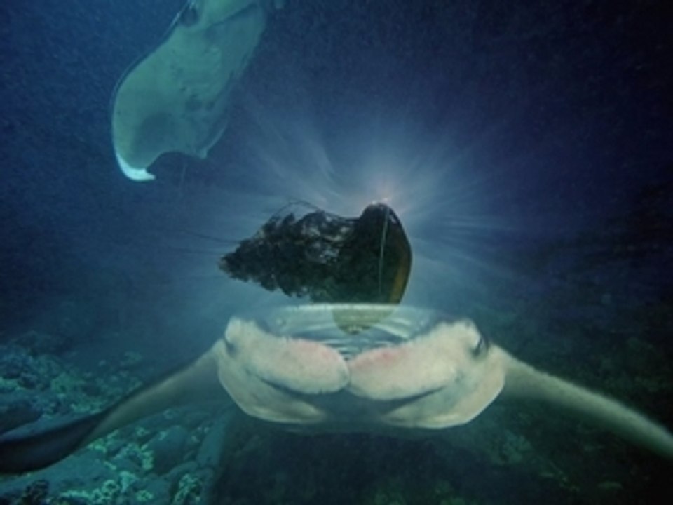 Imax deep sea hq