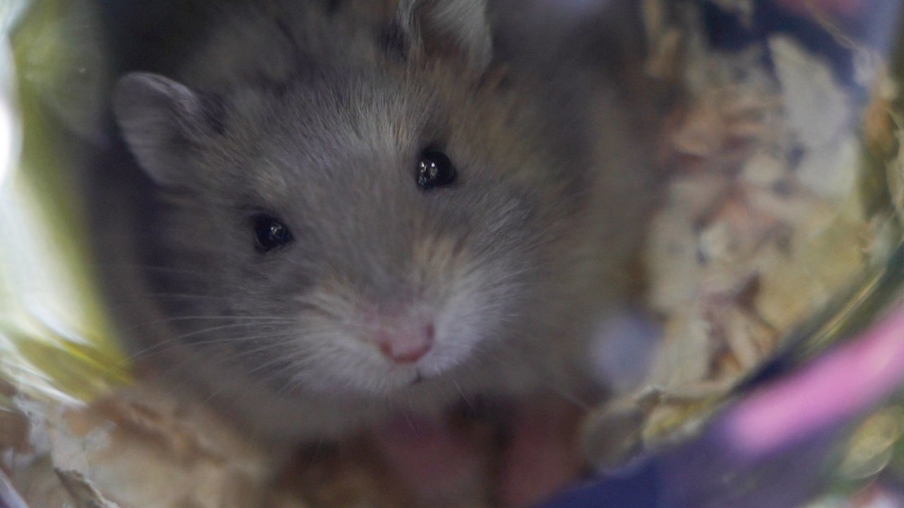 Hamster owners drop off their beloved pets following Hong Kong government’s mass-kill order