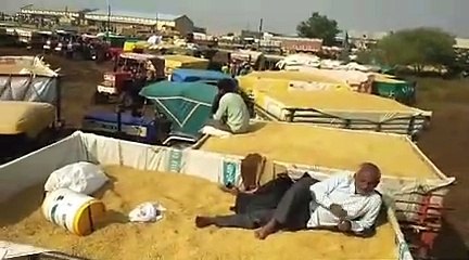 श्योपुर में होता है उच्च क्वाालिटी का बासमती चावल