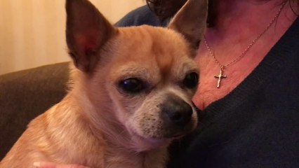 Chihuahua owner spends over £25,000 on operations for her dog Chino
