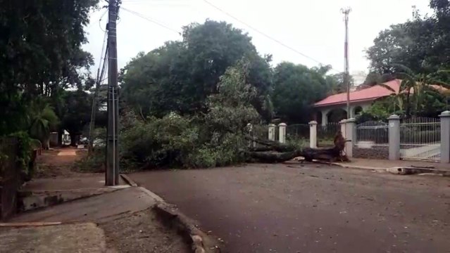 Árvore cai e interdita trecho da Rua Londrina, no Bairro São Cristóvão
