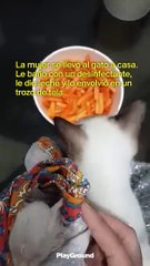 Una heroína salva a un gatito
