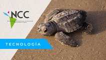 “Tortu Banks”, un vivero en Panamá al rescate de tortugas marinas