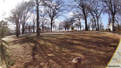 Dog Helps to Pack Away Christmas Lights