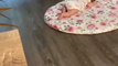 This is so cute ❤️ | Little Cute Baby and Cute Cat Baby Funny Video 