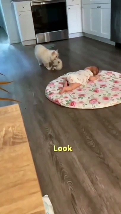 This is so cute ❤️ | Little Cute Baby and Cute Cat Baby Funny Video 